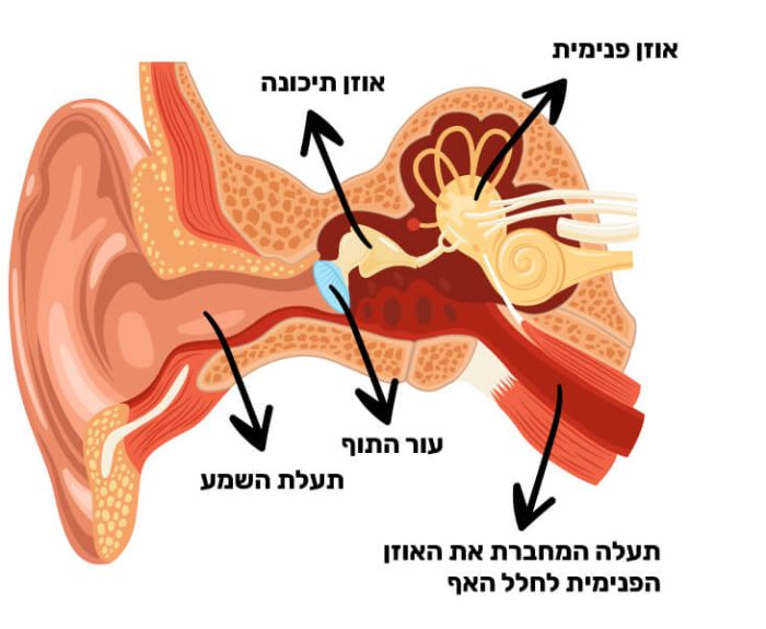 איור הדמיה של מבנה האוזן